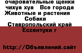 очаровательные щенки чихуа-хуа - Все города Животные и растения » Собаки   . Ставропольский край,Ессентуки г.